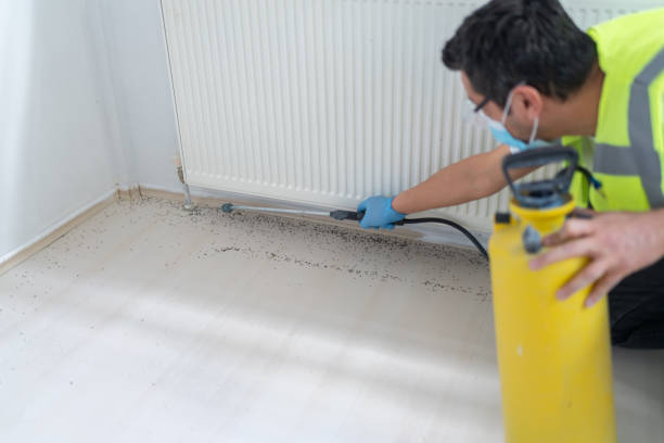 Best Ant Control Services  in Kennett, MO
